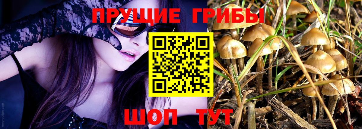 Галлюциногенные грибы Psilocybe Кириши